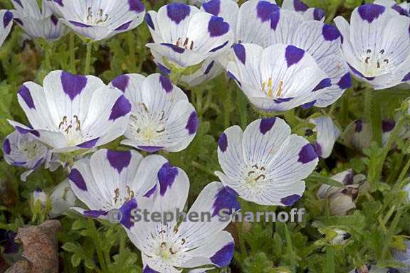 nemophila maculata 1 graphic